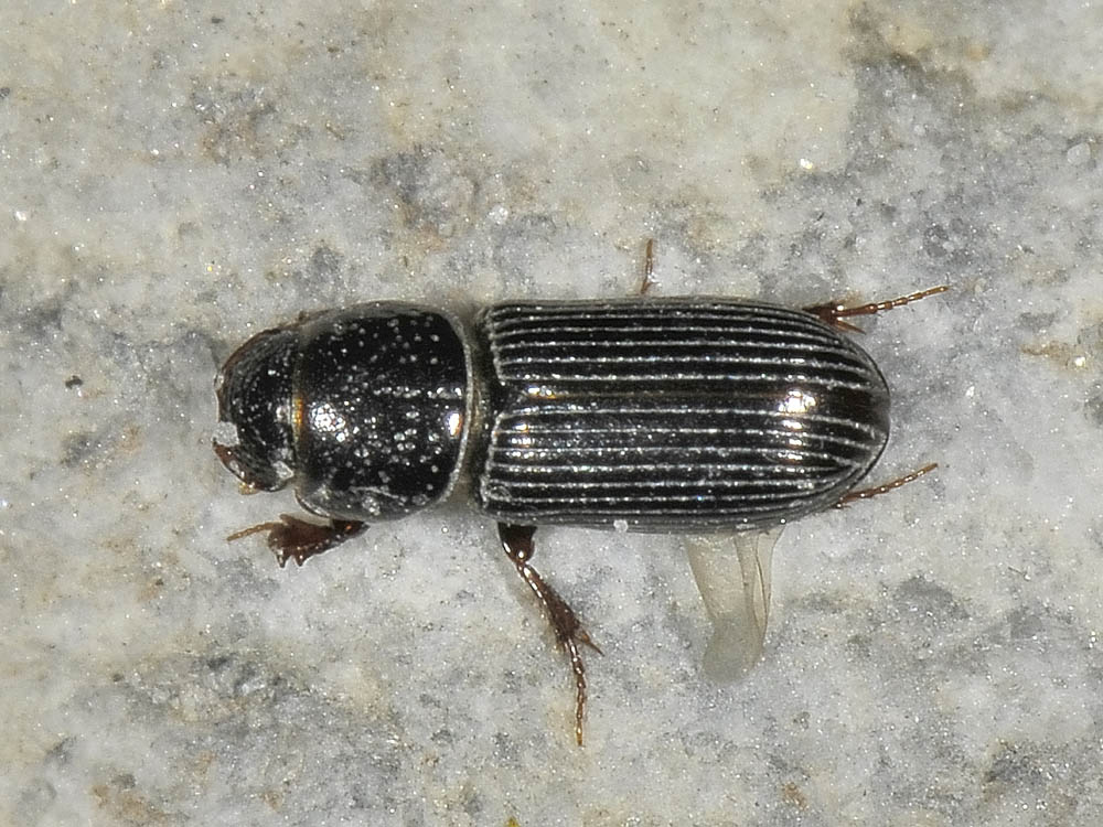 Pleurophorus caesus (Aphodiidae)